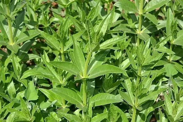 تصویر 5 از قیمت ریشه گیاه روناس + خرید باور نکردنی